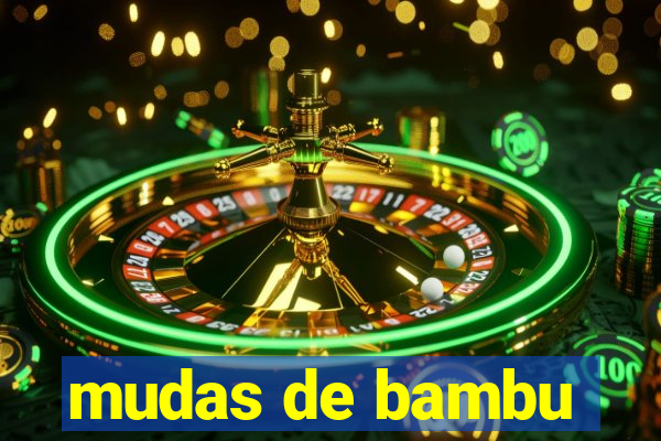 mudas de bambu