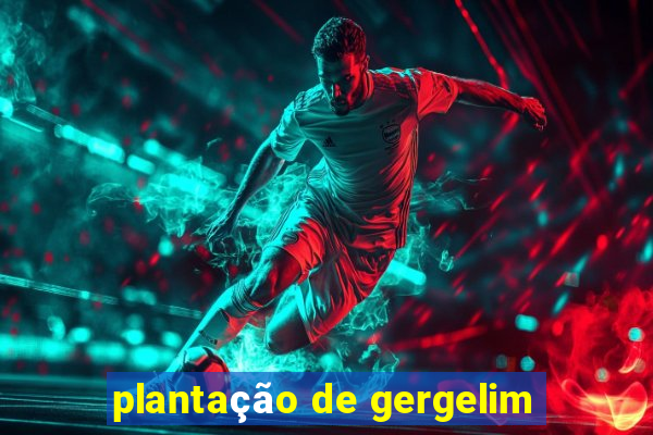 plantação de gergelim