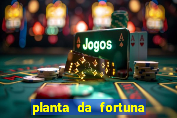 planta da fortuna e felicidade