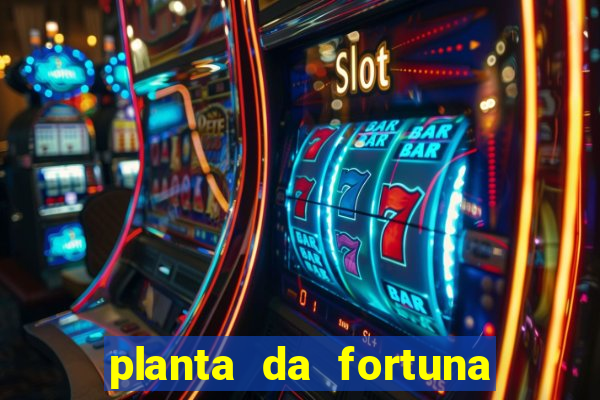 planta da fortuna e felicidade