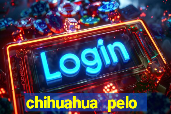 chihuahua pelo longo pre莽o