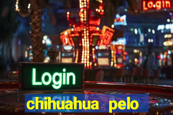 chihuahua pelo longo pre莽o