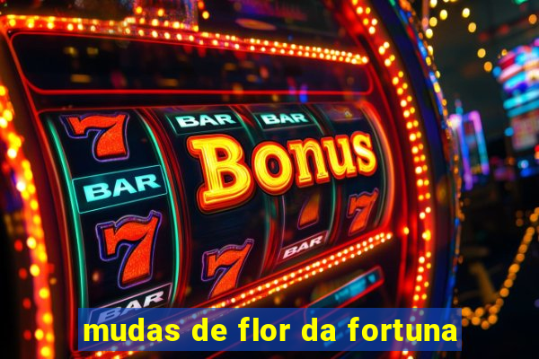 mudas de flor da fortuna