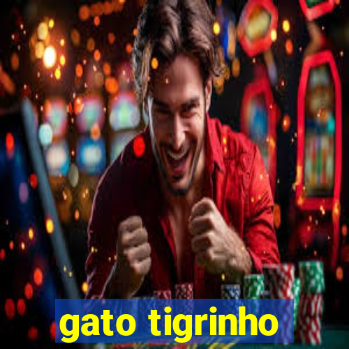 gato tigrinho