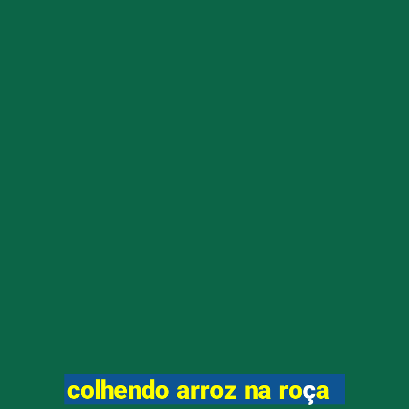 colhendo arroz na roça