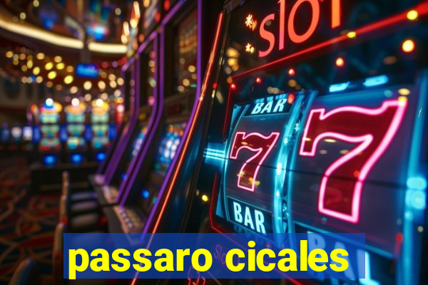 passaro cicales