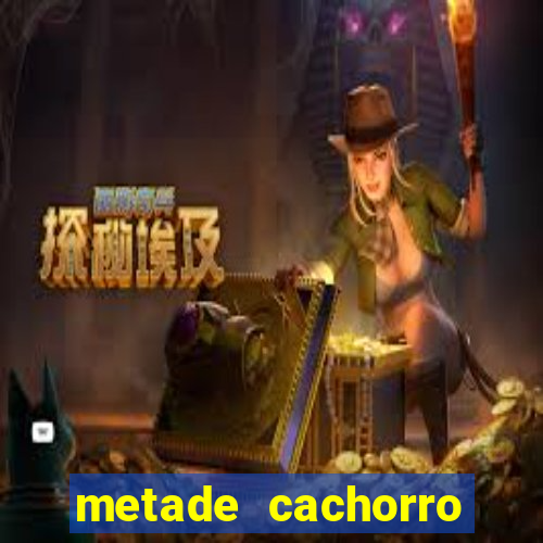 metade cachorro metade gato